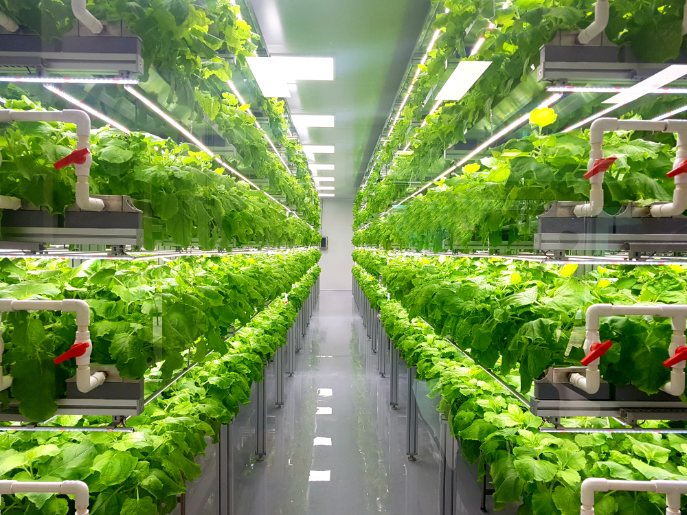 Plant,Vertical,Farms,Producing,Plant,Vaccines